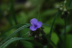 ムラサキツユクサ