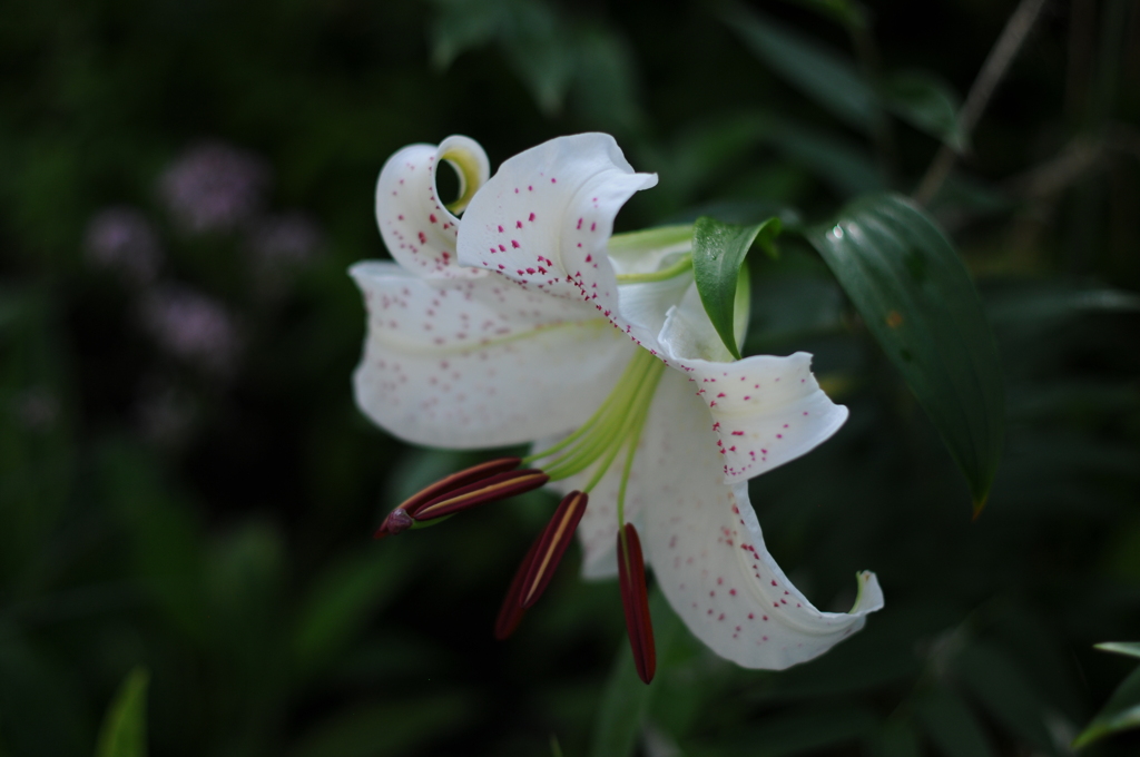 13(Ca+Ya(WR))(WW w/oB wPD wRS)