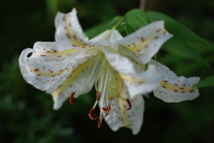 Ya(9P wYB wRD wGS) III