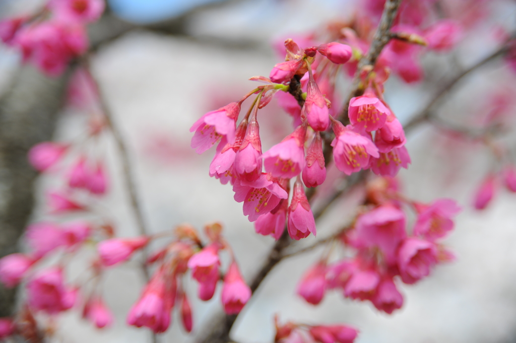 赤い桜