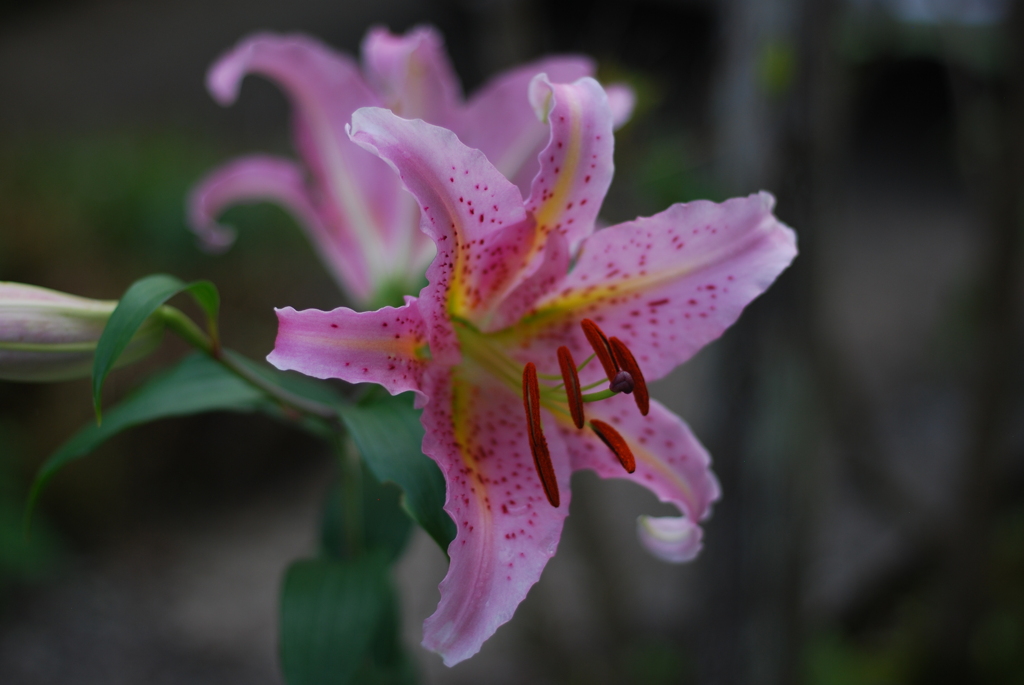 Ya(wp wYB wRD wRS) II