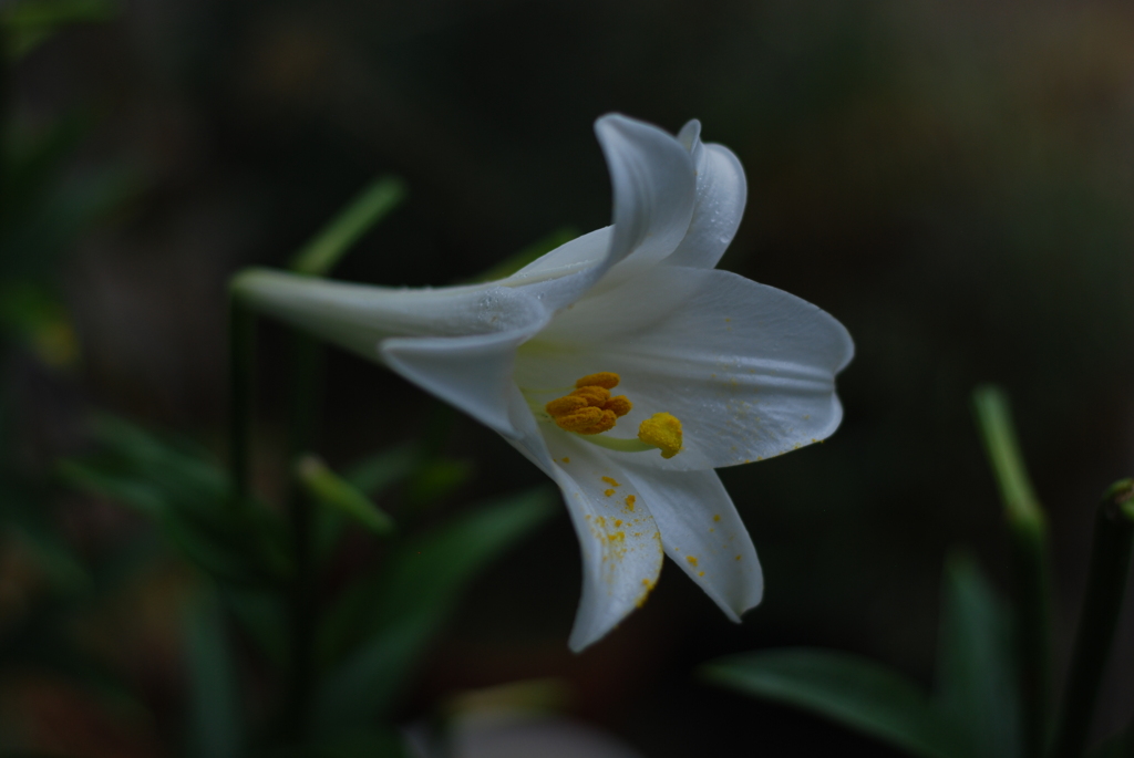 テッポウユリ VI