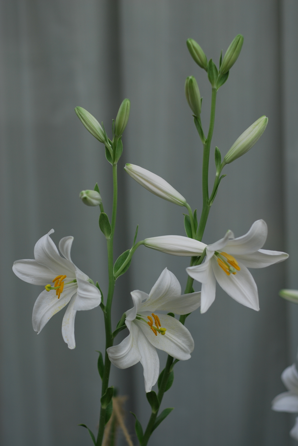 マドンナリリー VI