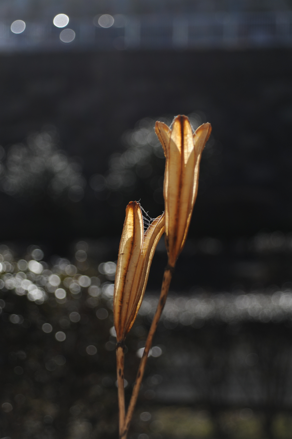 タカサゴユリの蒴果