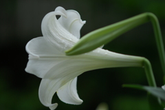 テッポウユリ IV