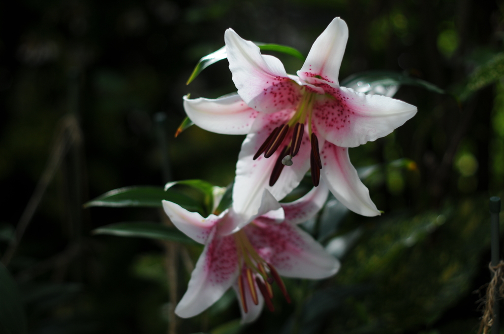 13(Ca+Ya(WR))(PaR w/oB wRD wGyS)