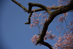 老山桜
