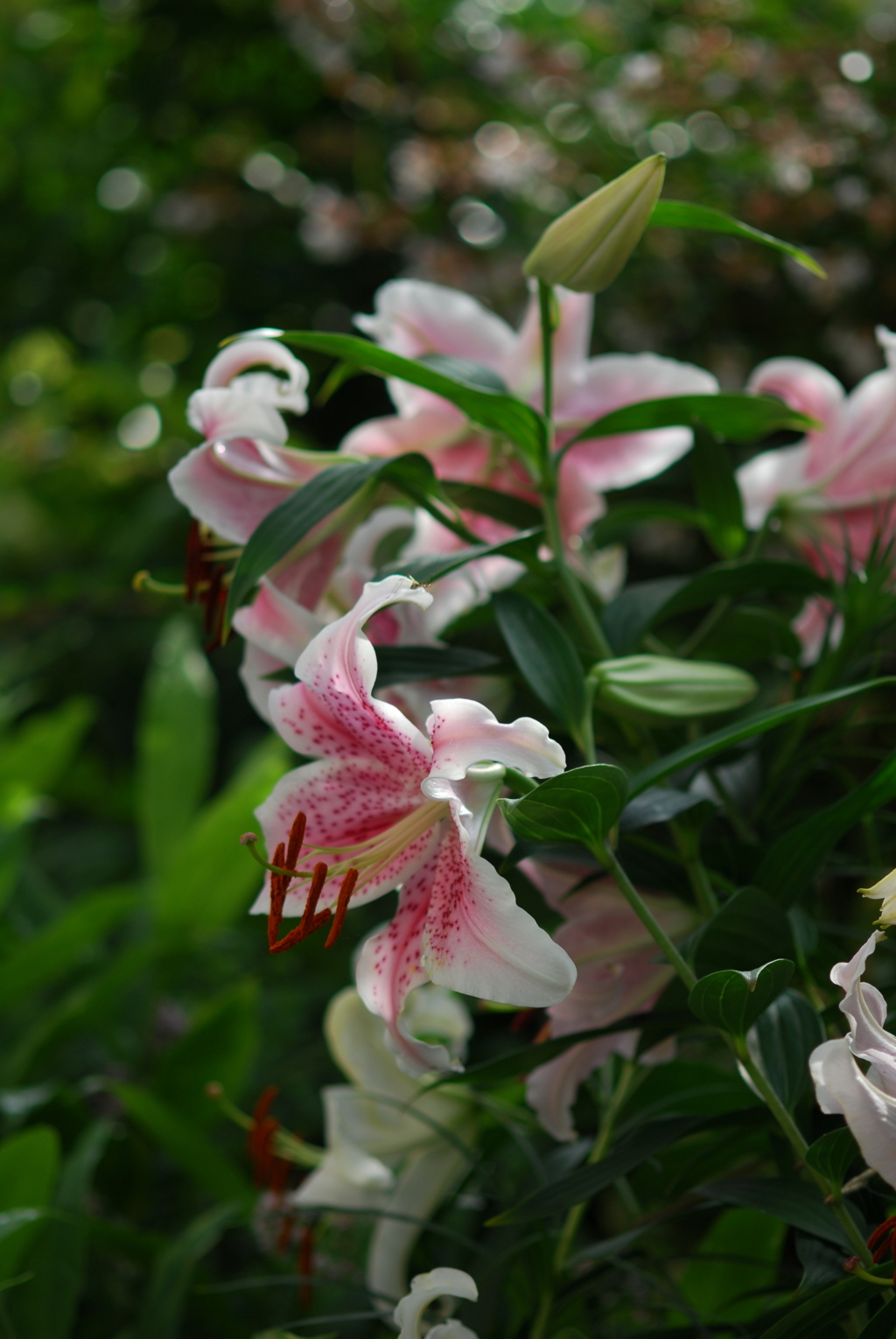 13(Ca+Ya(WR))(P wRB wRD wWS) II