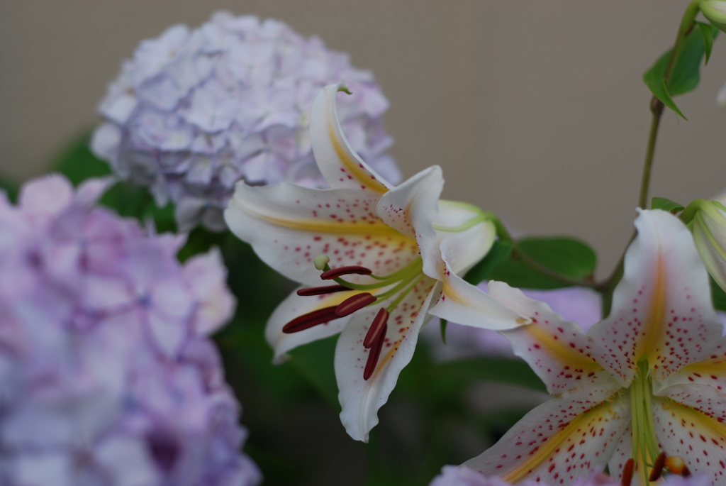 Ya(SP wYB wRD wWS) II