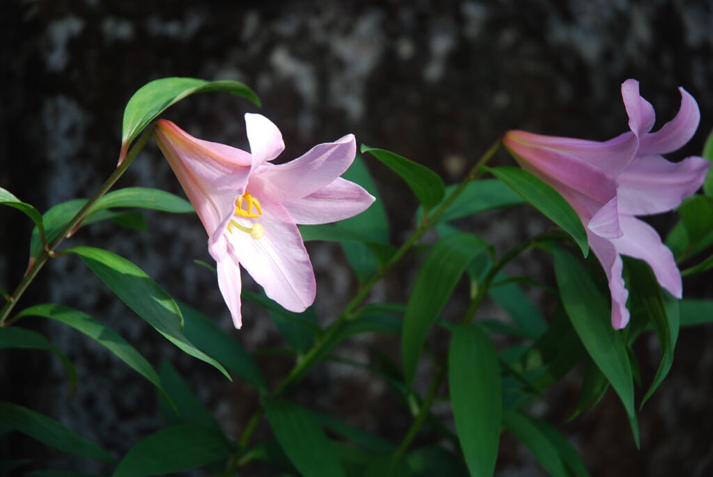 15(Ya(WR)+Ot)(WP w/oB wPD wWS) III