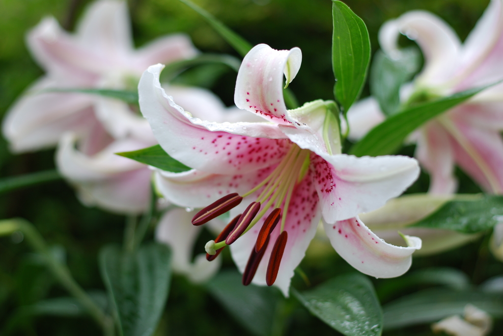 13Ca(PP w/oB wRD wWS)