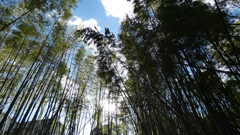竹林