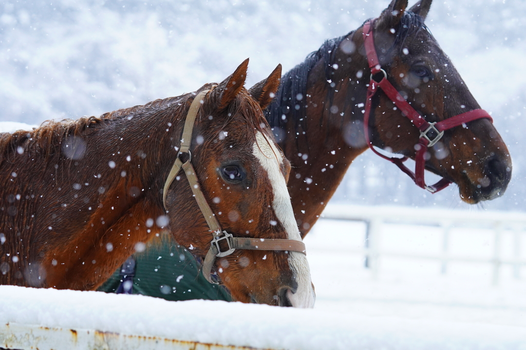 雪馬