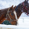 雪馬