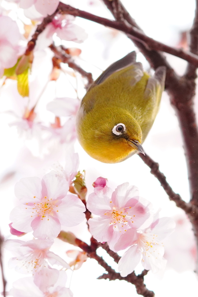 かわいいねメジロさん