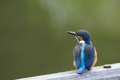 カワセミ幼鳥