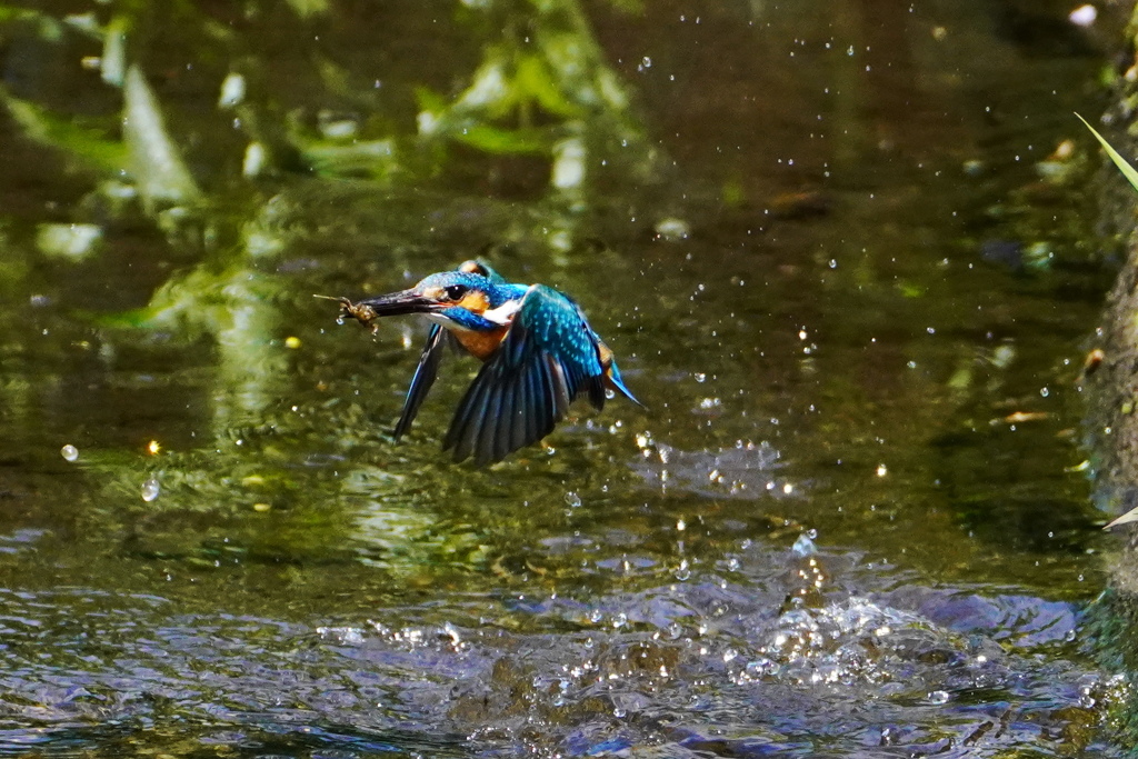 カワセミ