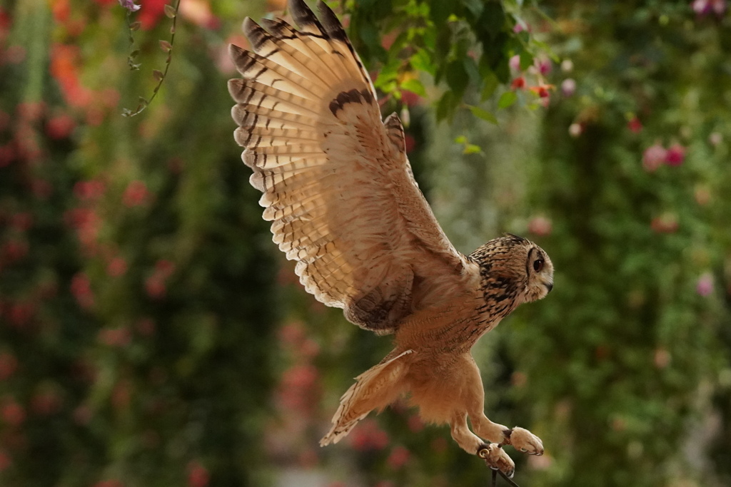花鳥園バードショー
