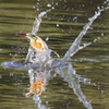 カワセミと水飛沫
