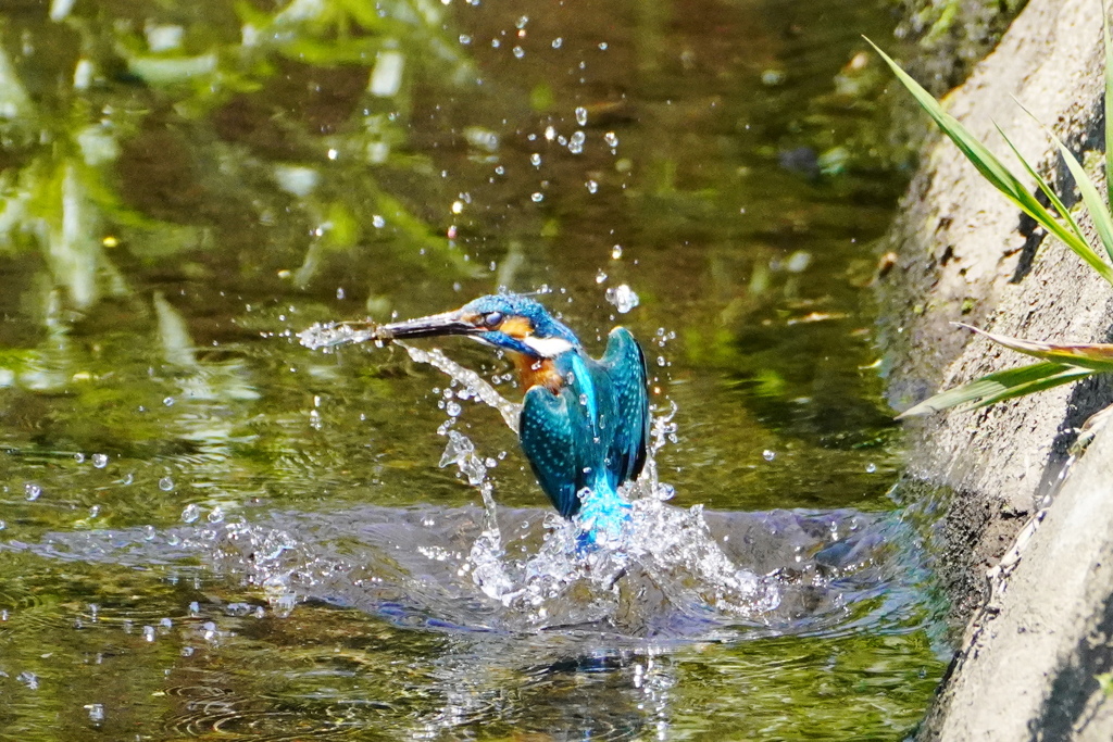 カワセミ