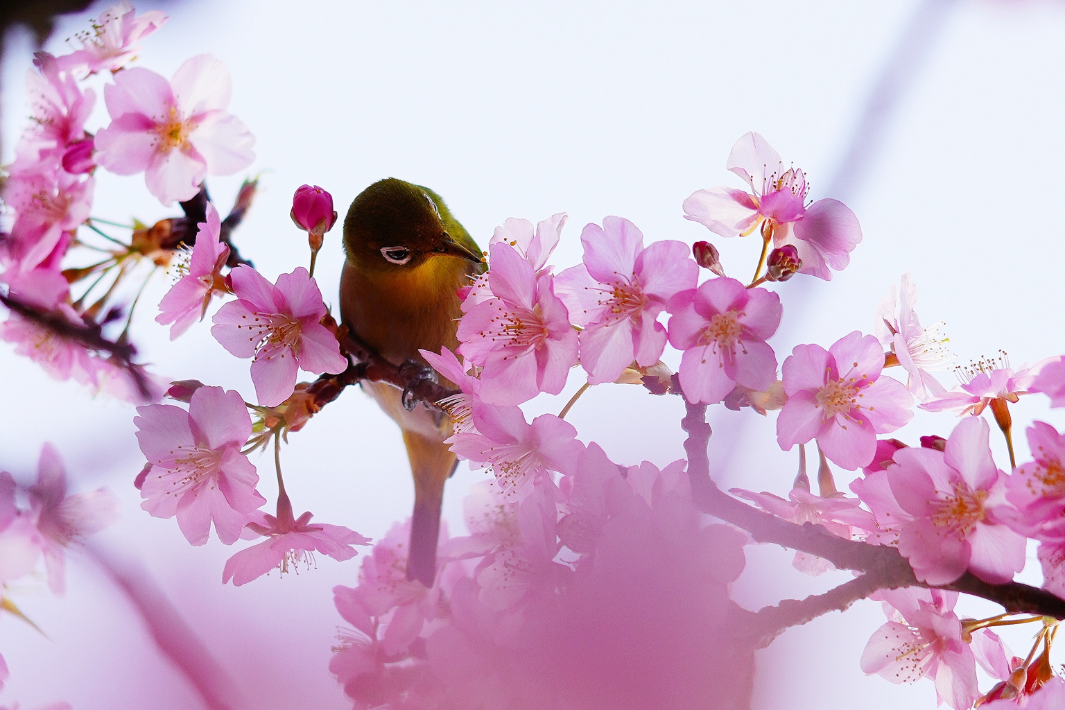 花とメジロさん