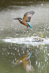 ちびセミの飛び込み