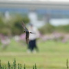 コシアカツバメ