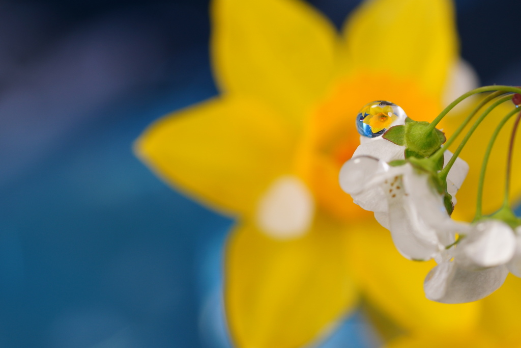 水の中　花のいろ