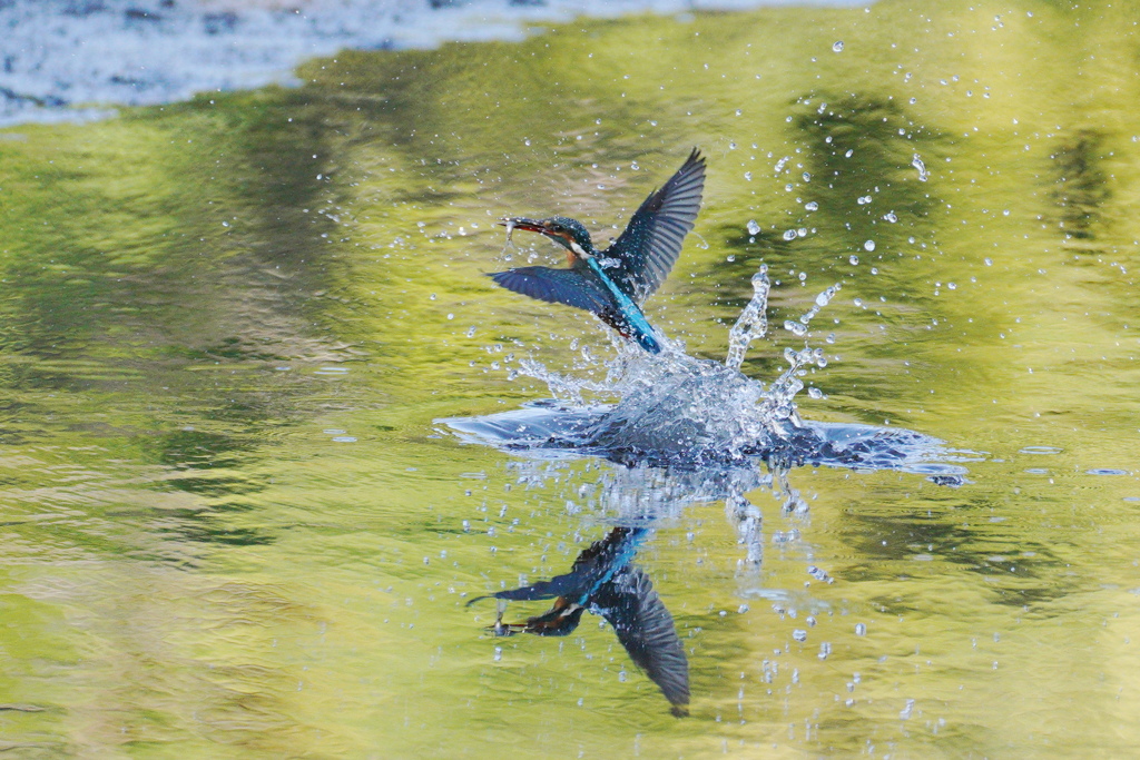 カワセミと池に映る木々の色２