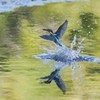 カワセミと池に映る木々の色２