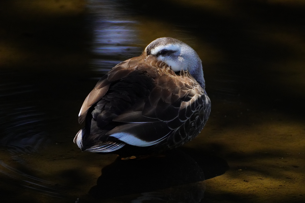 カモのお昼寝