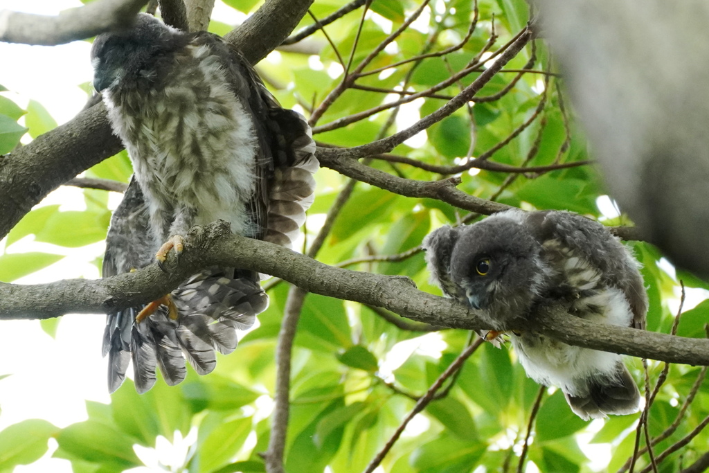 羽を伸ばすアオバズク幼鳥さん