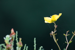 キンシバイの花