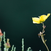 キンシバイの花