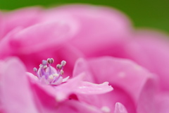 紫陽花