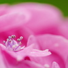 紫陽花