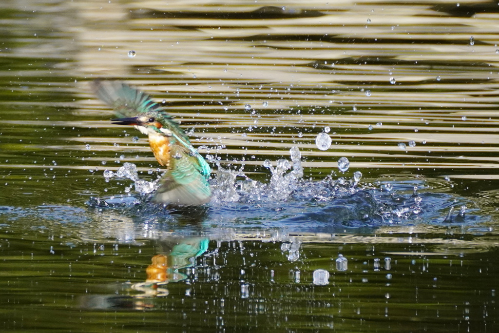 カワセミ