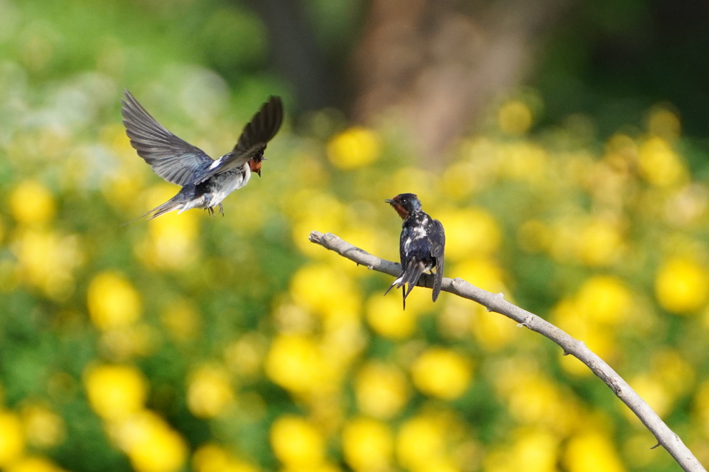 キンシバイの花とツバメ