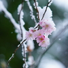 雪桜