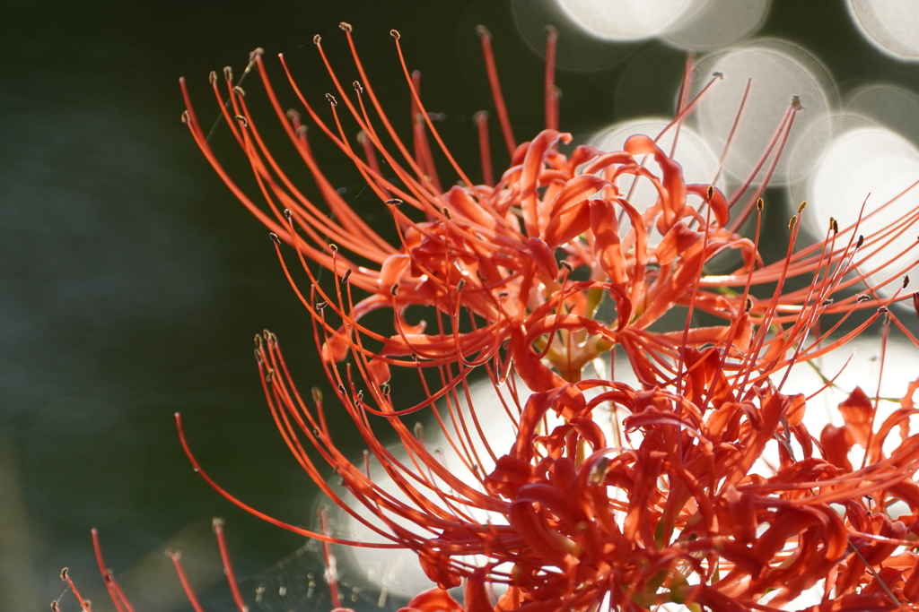 紅い花火のような