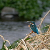 風と鳥