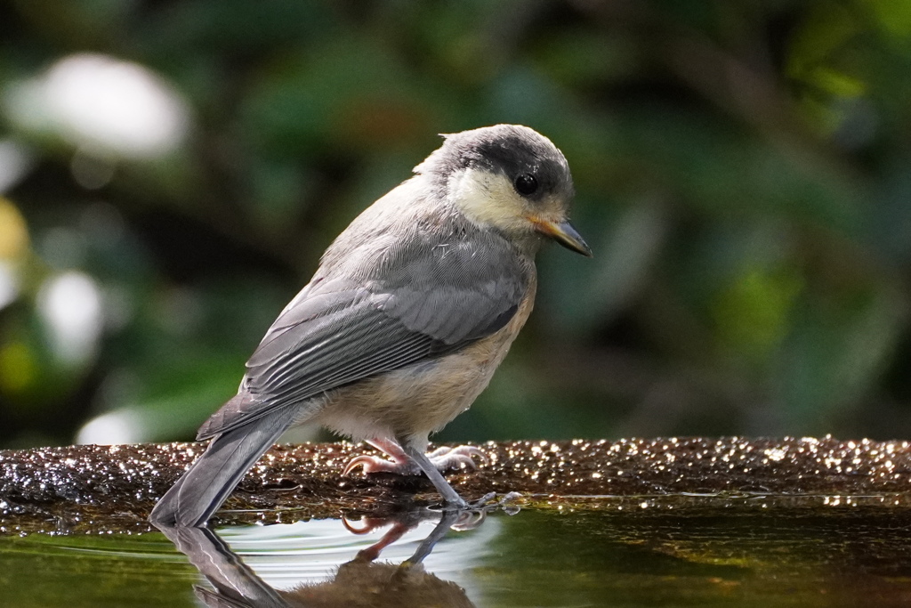 ヤマガラ幼鳥