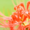 彼岸花