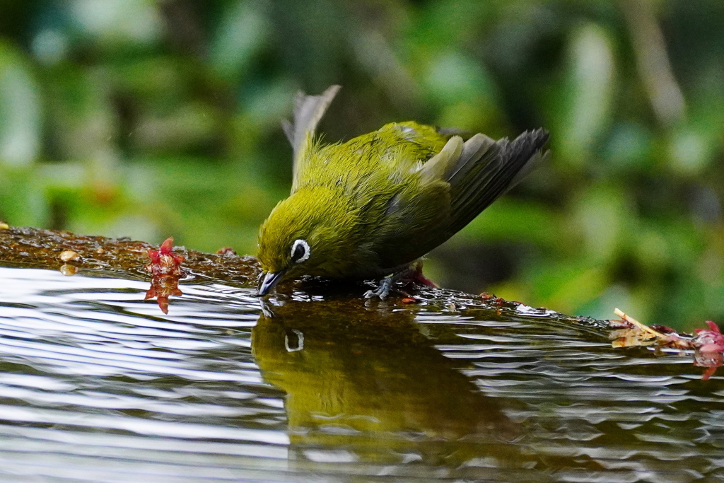 メジロさんの水飲み