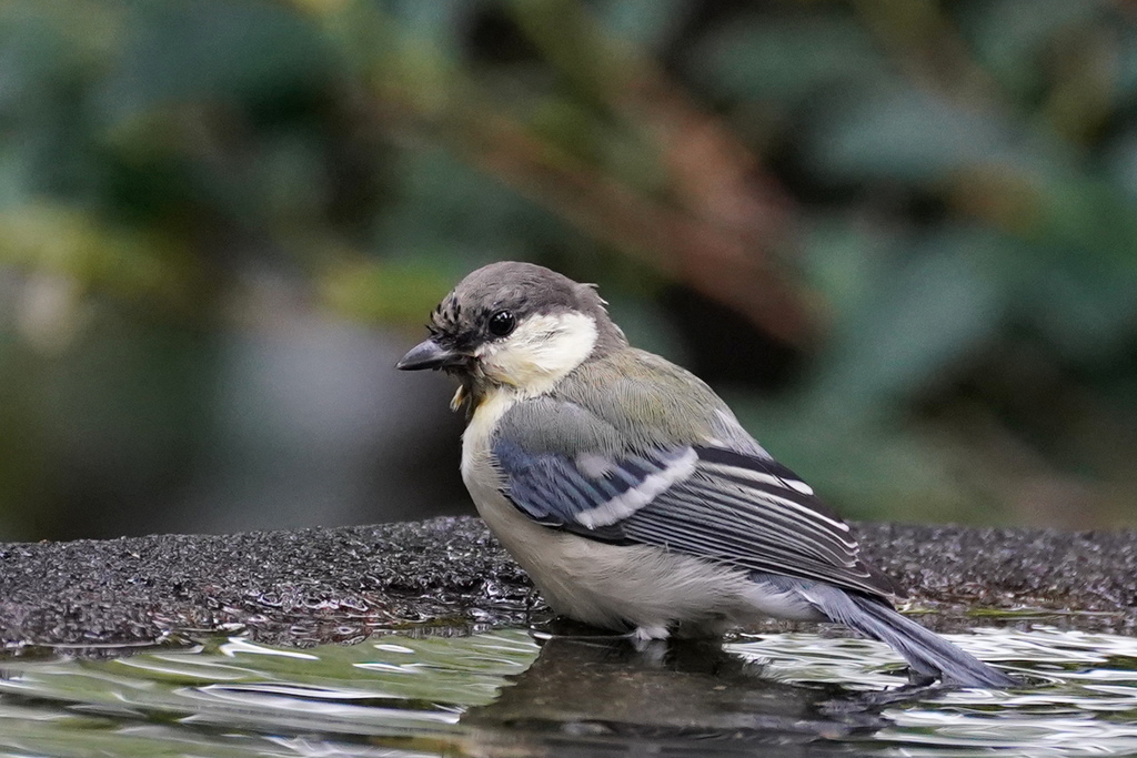 水場の小鳥