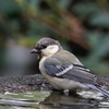 水場の小鳥