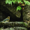 オオルリ幼鳥