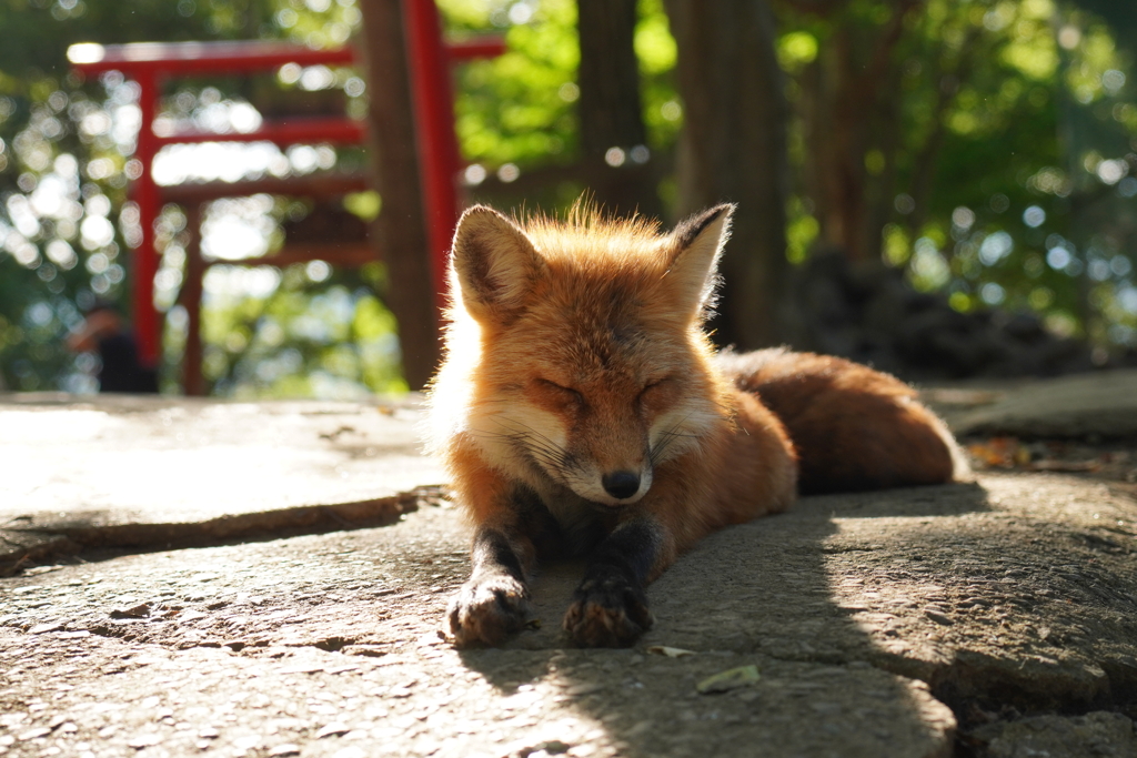 きつねの時間