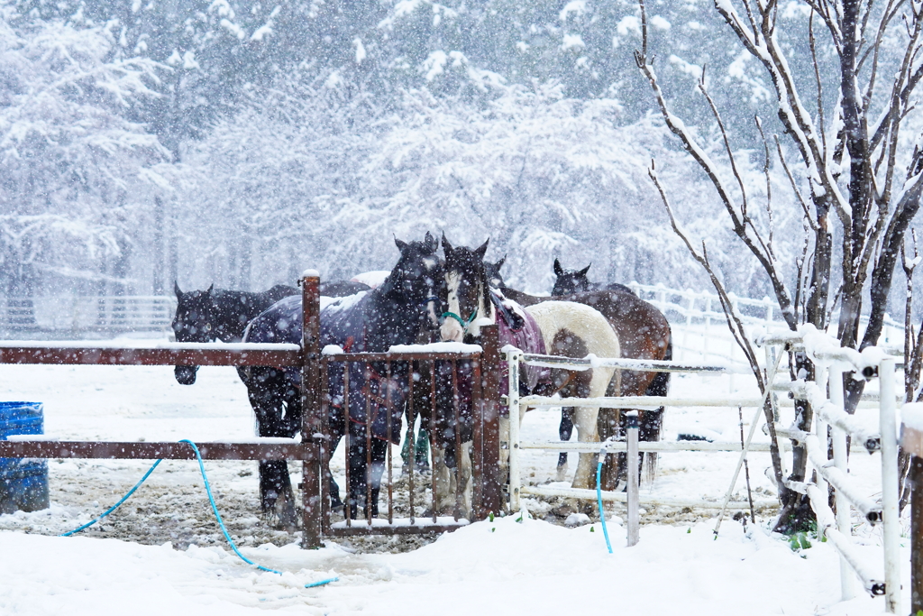 雪馬