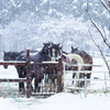 雪馬